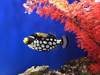 black and white fish swimming through aquatic plant thumbnail