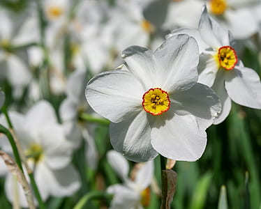 white Narcissus flower macro photography thumbnail
