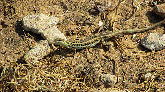 Acanthodactylus Schreiberi, Lizard thumbnail
