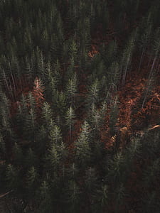 photo of pine trees thumbnail