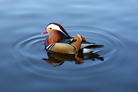Mandarin duck onw ater thumbnail