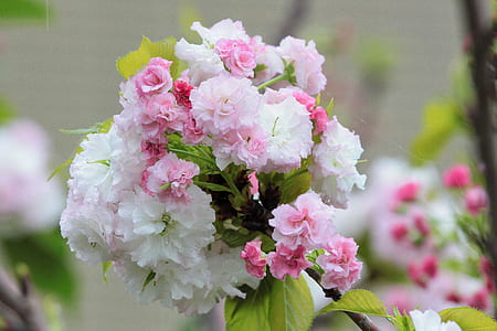 white and pink cherry blossoms in bloom thumbnail