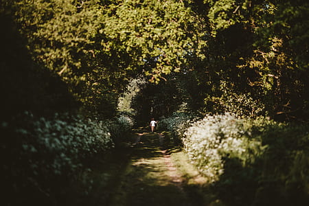 person walking at the middle of forest during day time thumbnail