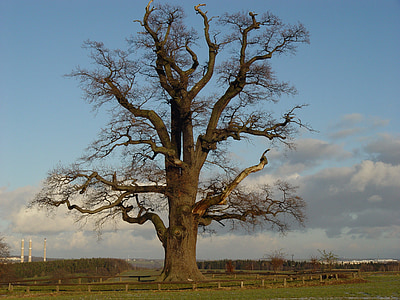landscape photography of a brown tall tree thumbnail