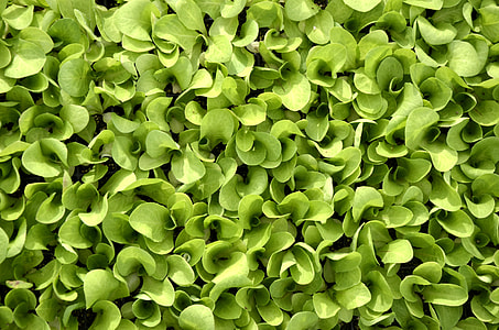 green plant thumbnail