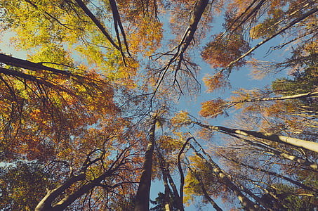 nature, sky, sunny, trunks thumbnail