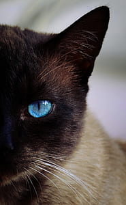 closeup photograph of Siamese cat thumbnail