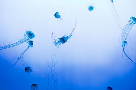 macro photography of jellyfish thumbnail