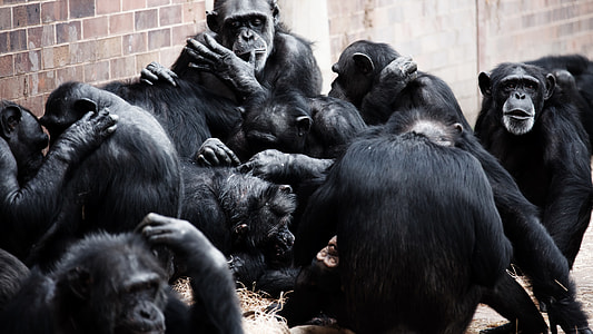 black monkeys near the wall thumbnail
