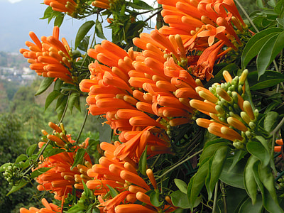 Firecracker Flower, Sea Of Flowers thumbnail