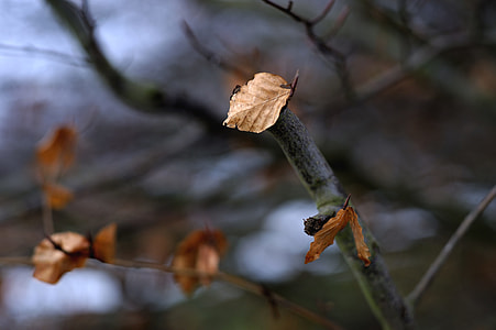 Maintained, Sheet Clings To The Tree thumbnail