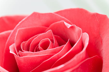 red rose thumbnail