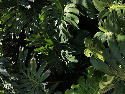 green leafed trees thumbnail
