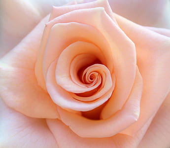 shallow photography of pink flower thumbnail