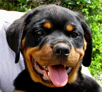 black and tan Rottweiler puppy close-up photo thumbnail