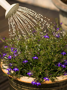 water, flowers, petals, blur thumbnail