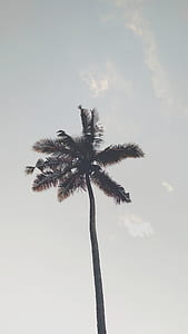 green palm tree thumbnail