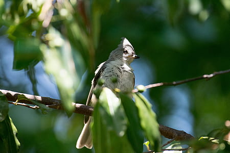 gray and white bird perched on tree thumbnail