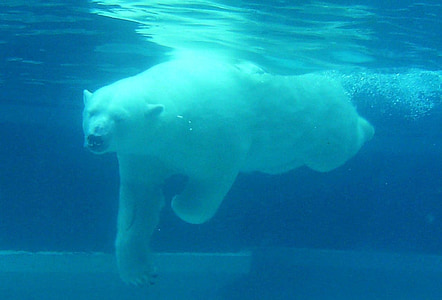 photo of polar bear thumbnail