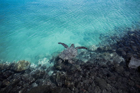 shallow focus of turtle thumbnail