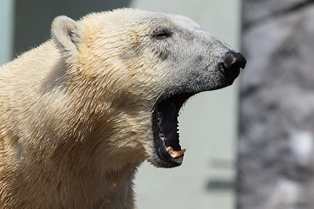 cold, snow, winter, animal thumbnail