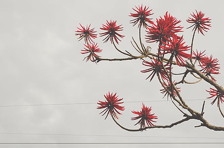 red petaled flowers during daytime thumbnail