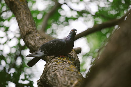 shallow focus photography of black feathered bird thumbnail