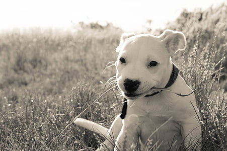 grey-scale photo of white puppy thumbnail