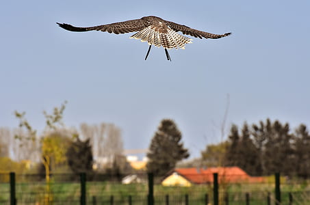 aerial photo of eagle thumbnail