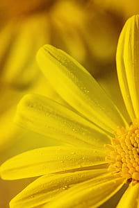 nature, yellow, petals, blur thumbnail