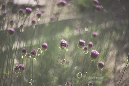 closeup photo of purple petaled flowers thumbnail
