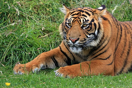 Bengal Tiger Laying in Green Grass at Daytime thumbnail