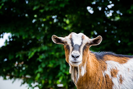 photo of brown and white goat thumbnail