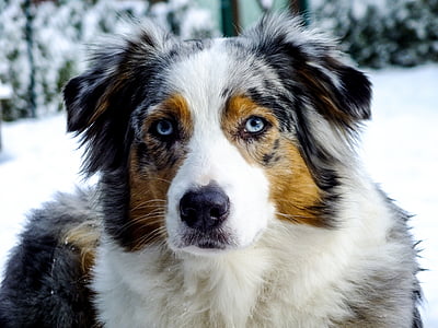 adult white, tan, and black Australian shepherd dog thumbnail