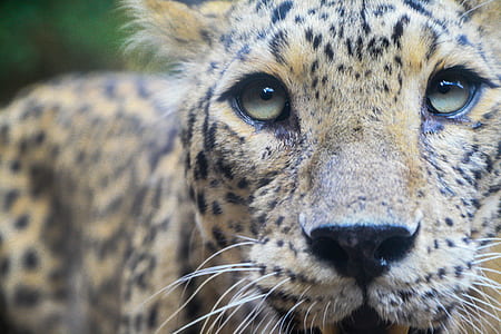 close-up photo of jaguar's face thumbnail