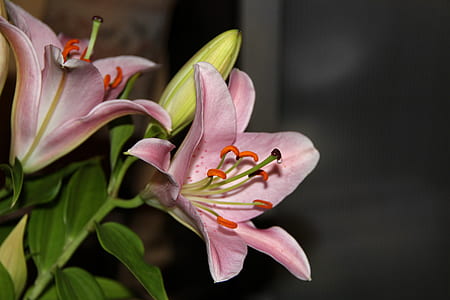 photo of blooming pink stargazer lily thumbnail