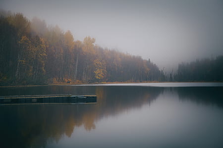 green leafed forest near body of water thumbnail