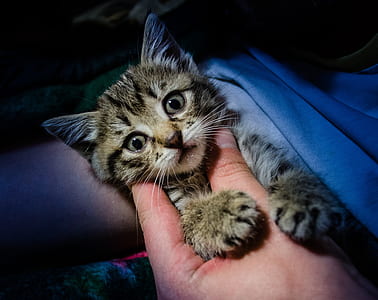 animal, pet, cute, eyes thumbnail