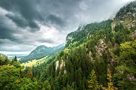 Aerial Photo of Forest thumbnail