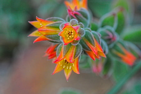 orange and grey petaled flowers selective photo thumbnail