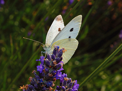 white cabbage butterfly on purple flower thumbnail