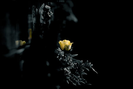 shallow focus photography of yellow flower thumbnail