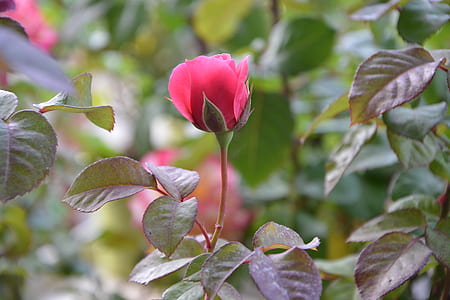 shallow photography of pink rose thumbnail