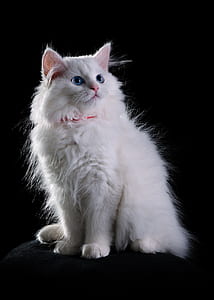 white cat sitting thumbnail