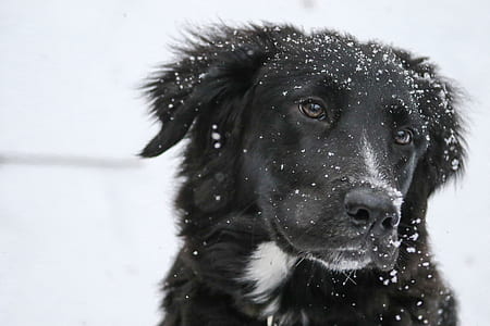 photography of black and white border collie thumbnail