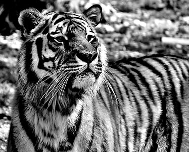 grayscale photo of tiger thumbnail