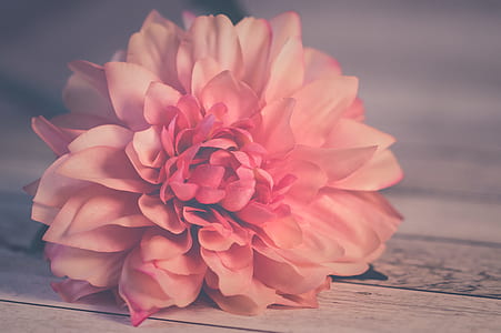 shallow focus photography pink dahlia flower thumbnail