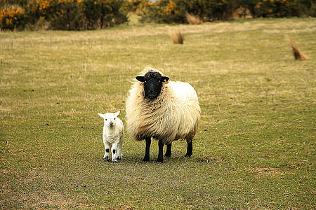 white sheep and baby thumbnail