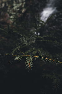 selective focus of green leafed tree near waterfalls thumbnail