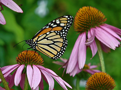 photo of butterfly on flower during daytime thumbnail